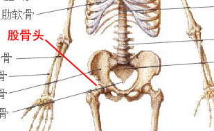 股骨头在哪个部位图片
