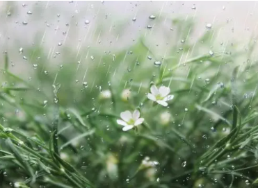 春雨惊春清谷天中的春雨的含义是什么