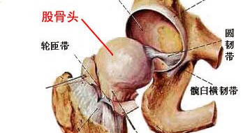 股骨头在哪个部位图片