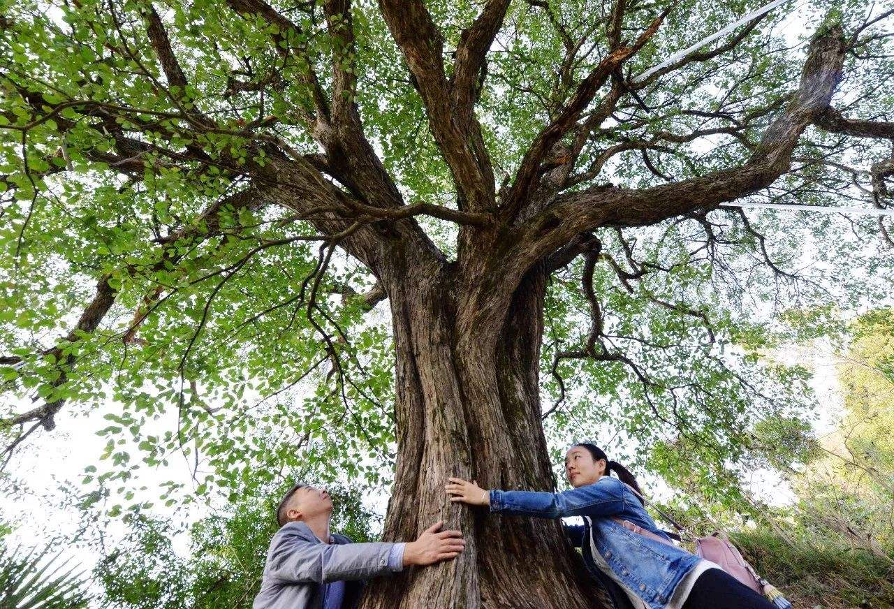 广东1100岁的古榕树轰然倒塌，我们该如何保护古树呢？