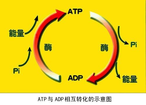 atp是什么？