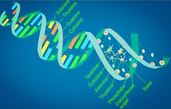 生物学SSB是什么意思