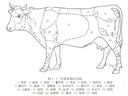 烧烤牛肉哪个部位好