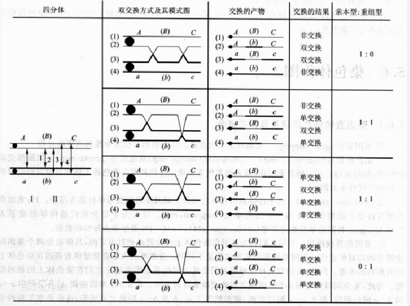 单交换和双交换的区别