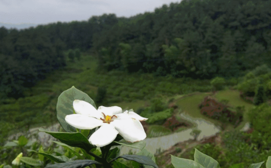 栀子花开 歌词什么意思