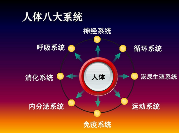 人体八大系统