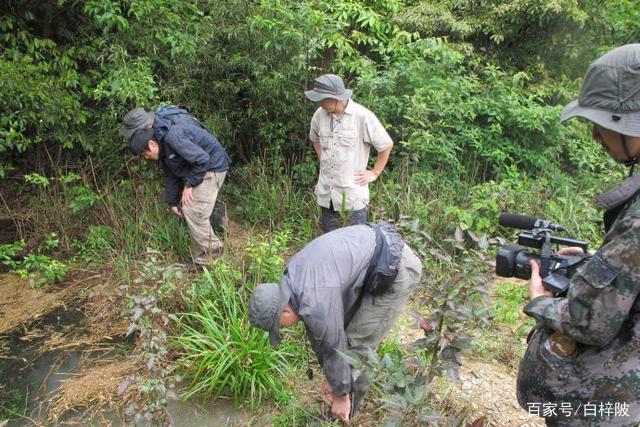 “莽山烙铁头蛇”号称世界上最贵的毒蛇，它到底有何价值？