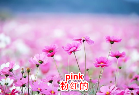 Pink的中文意思是什么？？