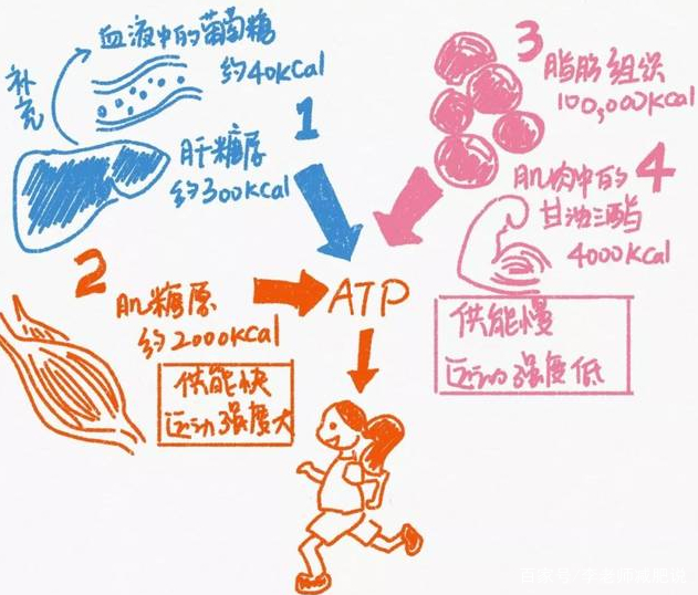 减脂运动中，脂肪以什么方式排出体外