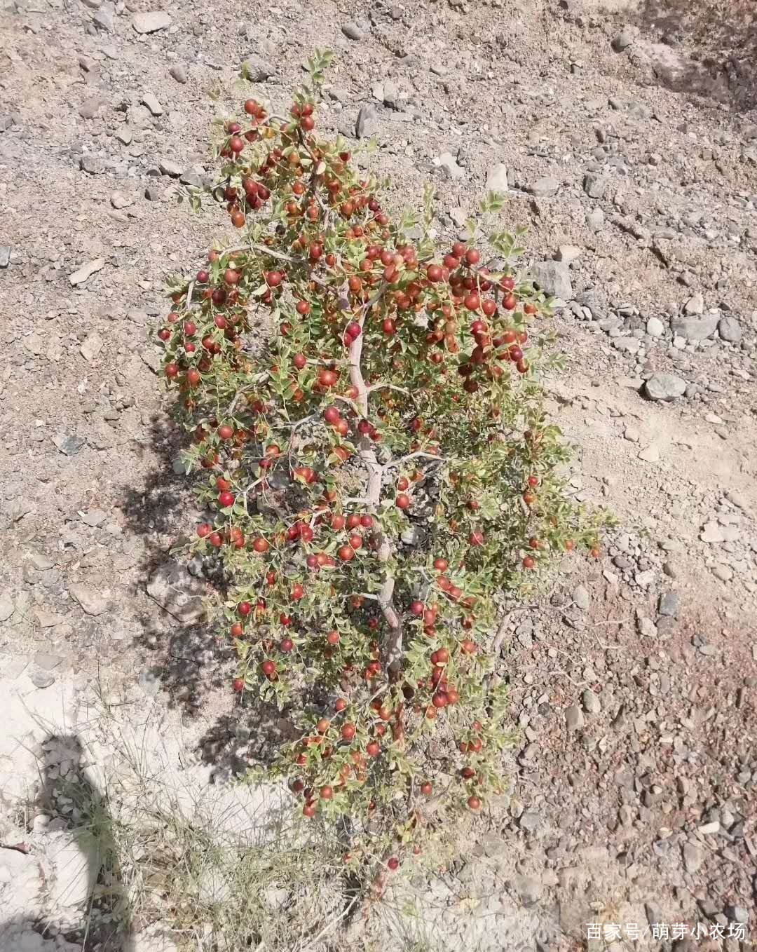 如果想要合作种植药材，如何寻找药材种植合作公司呢？