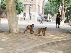 贵州一高校小猴子闯入宿舍“大闹天宫”，猴子为何会出现在校园内？