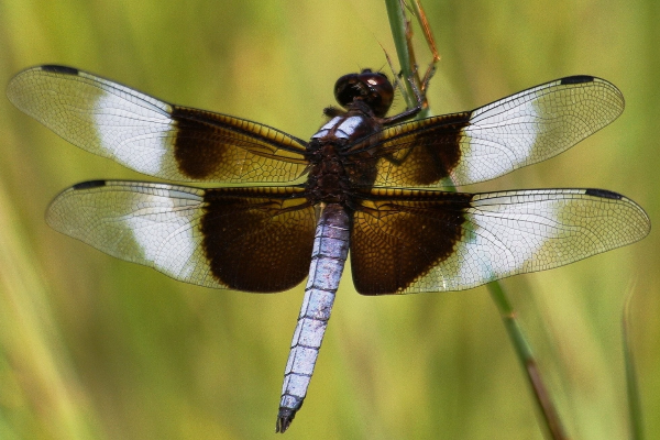 蜻蜓为什么叫dragonfly