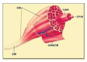 肌肉溶解是什么？肌肉融化了？