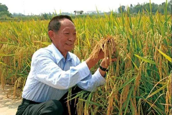 袁隆平雕像前的花海登上热搜，这片花海究竟有什么特殊之处？