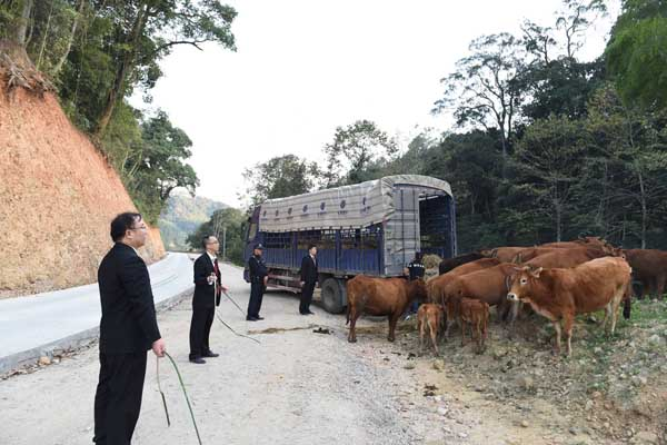 黑龙江一货车撞上牛群，当场撞死14头牛，这辆货车为何会突然失控？