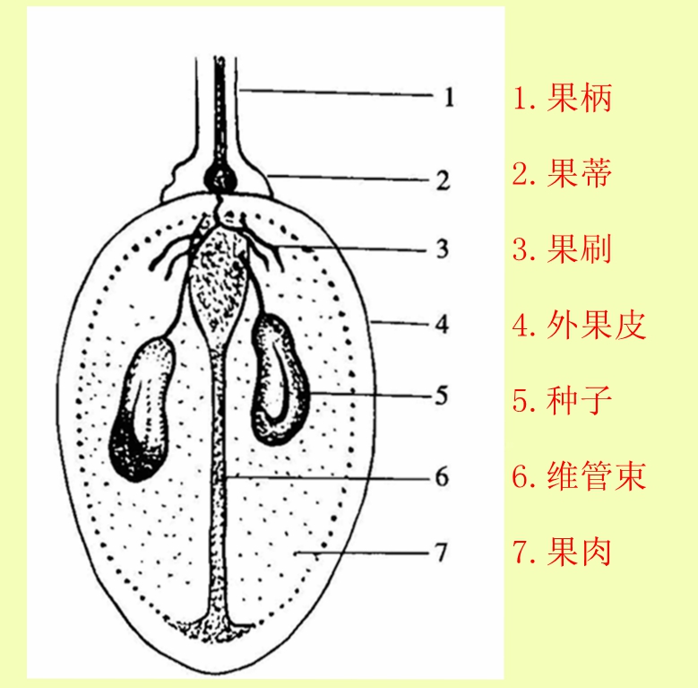 吃葡萄会发胖吗？