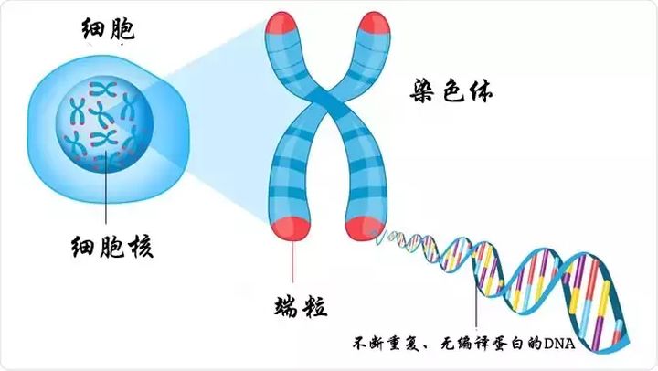 全世界最长寿人的年龄是多少？