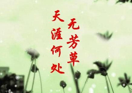 单恋一枝花是什么意思