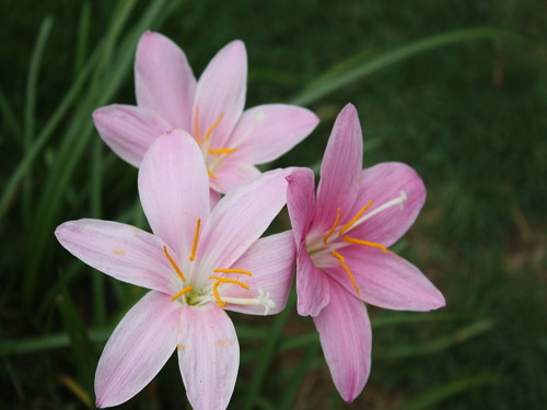 水仙花的花语是什么?