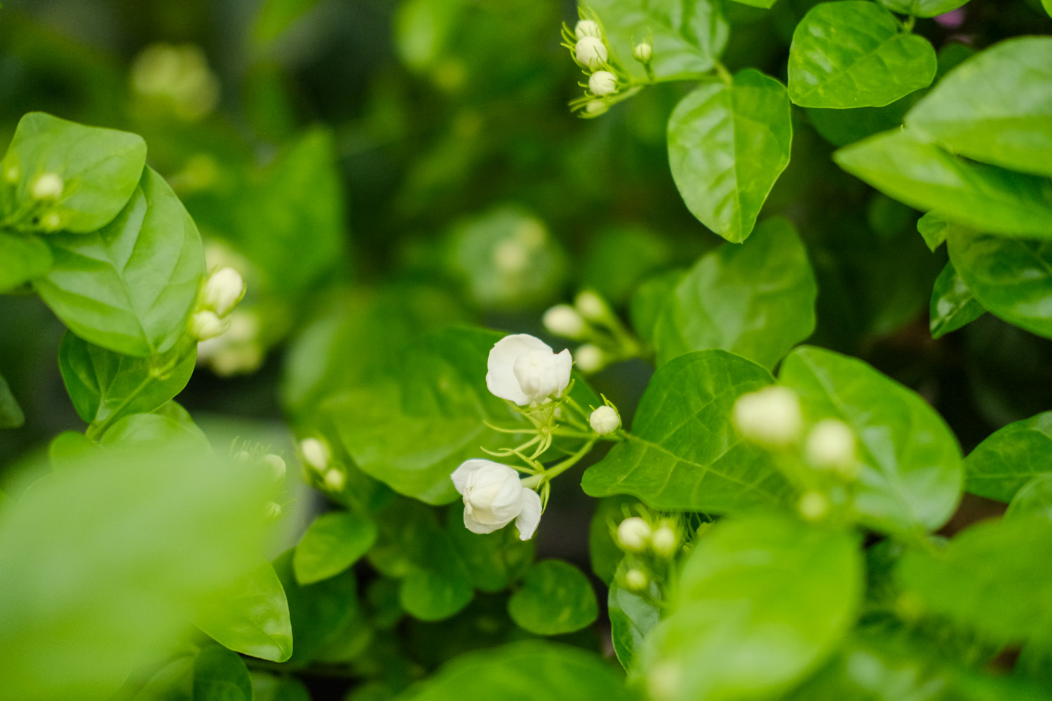 茉莉花的花语是什么？