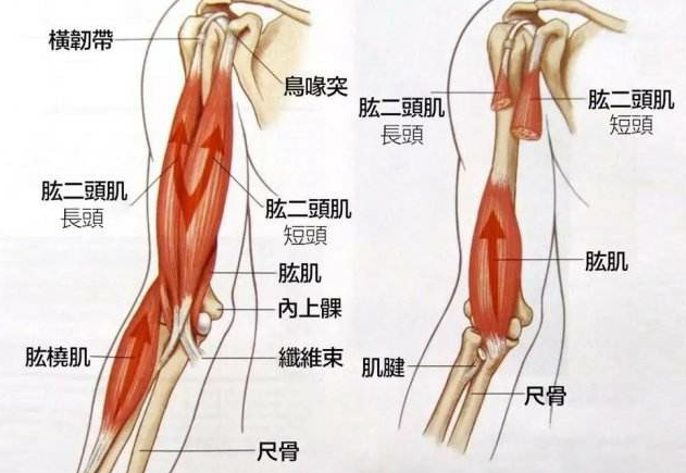 肱一头肌在哪里?