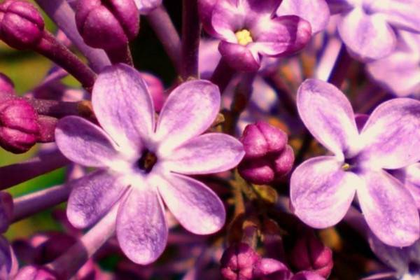 丁香花是什么颜色