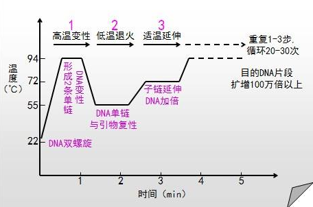 PCR的原理是什么