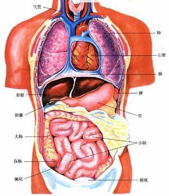 人体器官图心肝脾肺肾位置