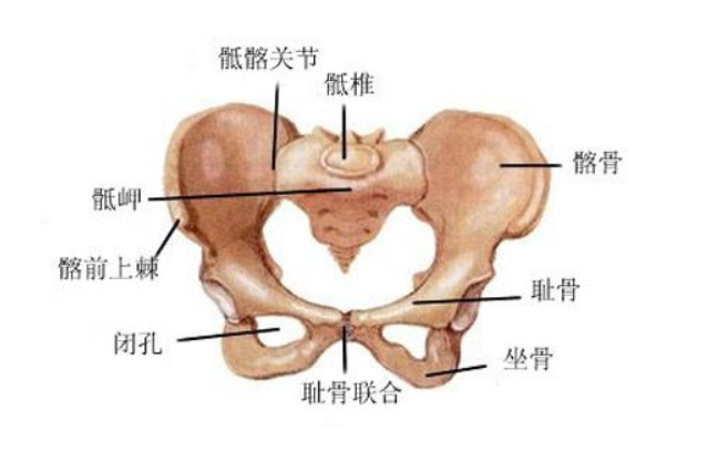 耻骨联合在哪