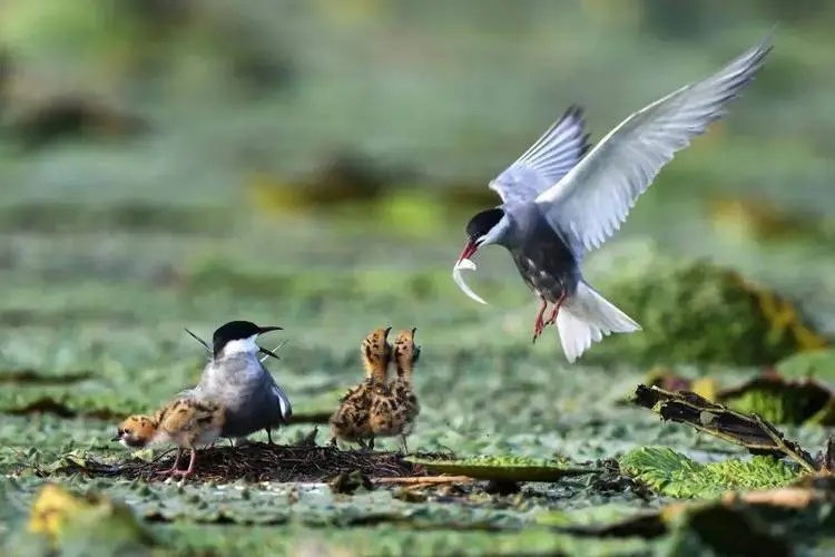 生物多样性公约第十五次缔约方大会在哪里？