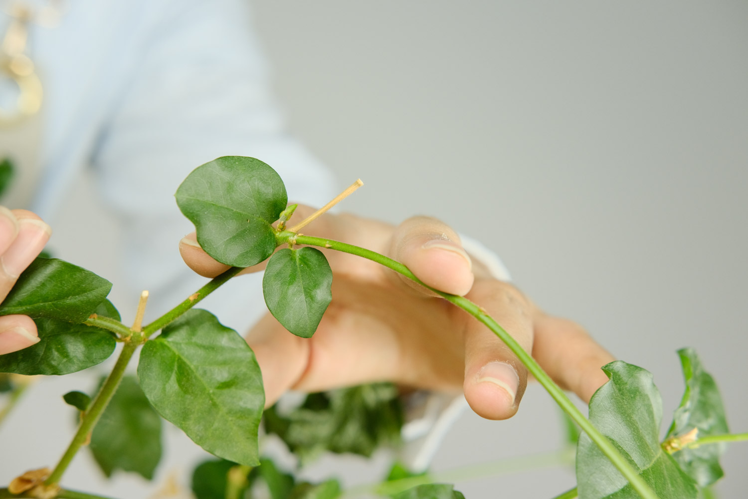 茉莉花的花语是什么？