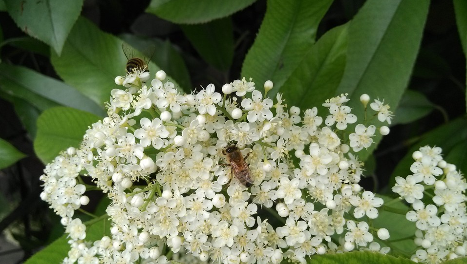 石楠花是什么味道 石楠花的花语是什么