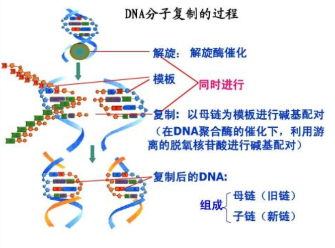 DNA分子复制的过程及特点