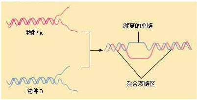 高考 什么是DNA分子杂交技术？