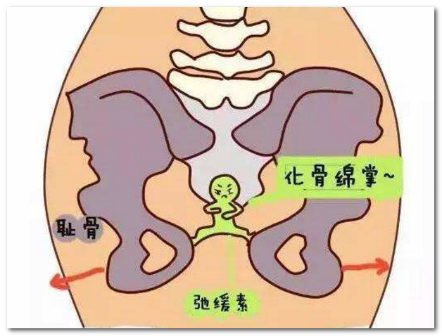 耻骨在什么部位图