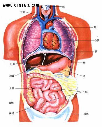 肺在哪个位置图