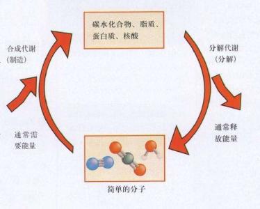 怎样加快新陈代谢！