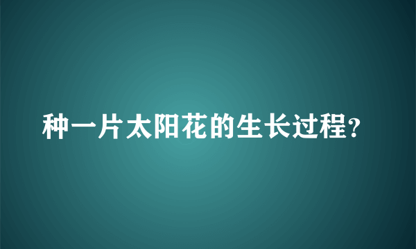 种一片太阳花的生长过程？