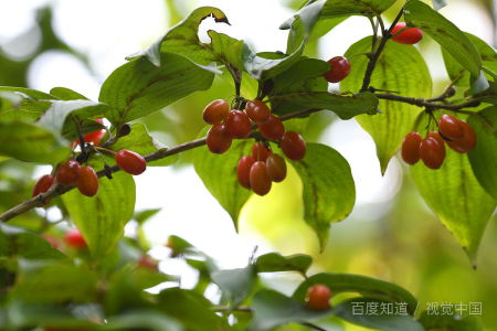 重阳节是鬼节吗？