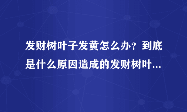 发财树叶子发黄怎么办？到底是什么原因造成的发财树叶子发黄。