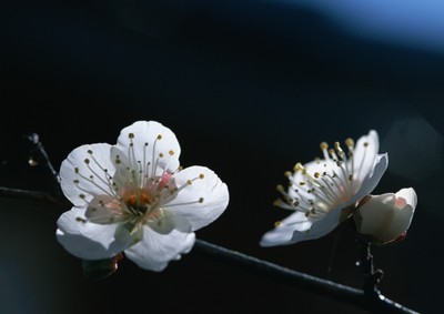 梅花的花瓣是什么形状的？