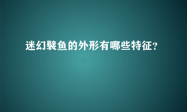 迷幻襞鱼的外形有哪些特征？