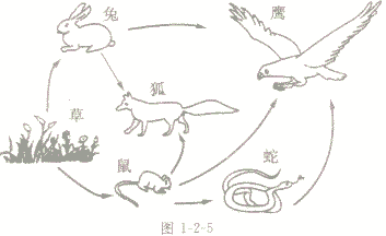 什么是生物链和生物网