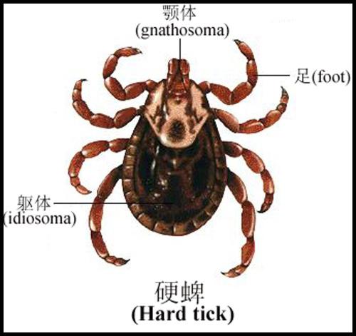 硬蜱的简介