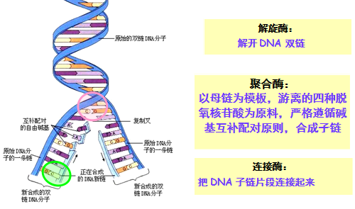 DNA是如何复制