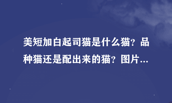 美短加白起司猫是什么猫？品种猫还是配出来的猫？图片上边的是吗？多少钱可以买到？