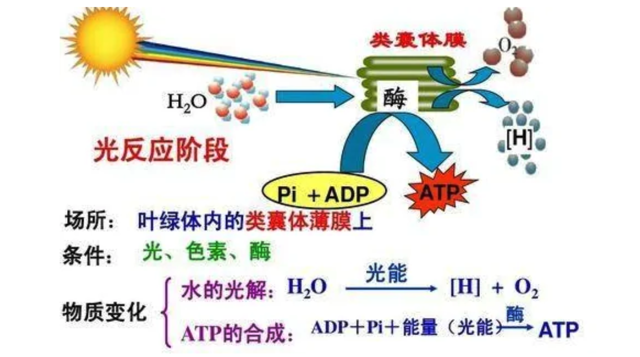 光合作用的实质