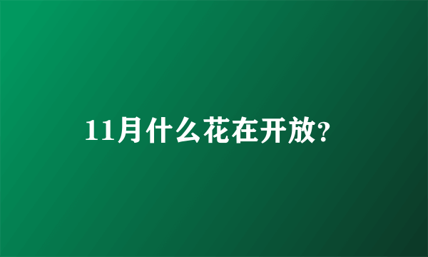 11月什么花在开放？