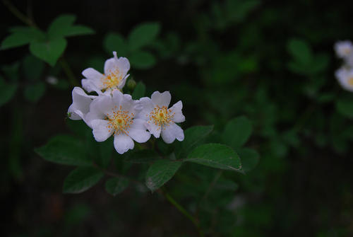 野蔷薇是一种什么花？