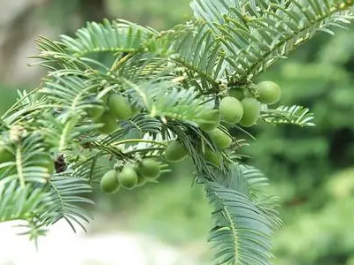 常见的10种裸子植物有哪些？